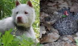 下司犬视频,忠诚守护的中华犬种风采